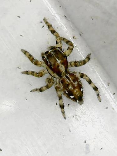 Réf. 237 345 : Plexippus sp.